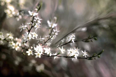 Fleur de prunier
