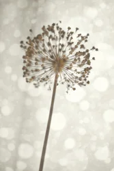 Fleur d