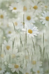 Champ de marguerites