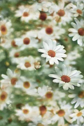 Champ de marguerites