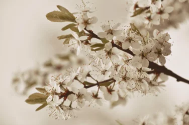 Fleurs blanches délicates