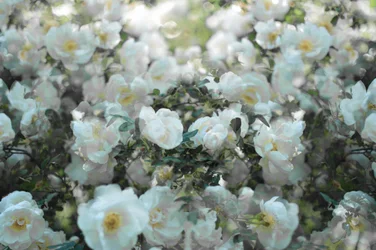 Roses blanches délicates