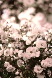 Roses blanches délicates