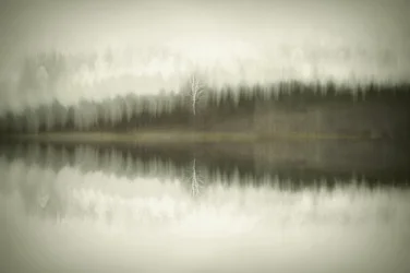 Le lac Solitary Birch