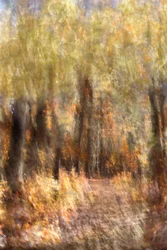 Un sentier forestier aux couleurs chatoyantes en automne