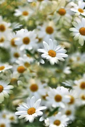 Champ de marguerites blanches
