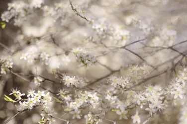 Fleurs blanches du printemps