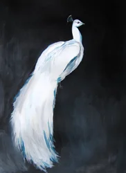Élégant paon blanc