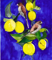 Des pinsons sur une branche de citronnier