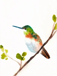Colibri vert perché