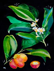Fruits et fleurs d