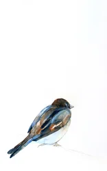 Aquarelle représentant un moineau perché