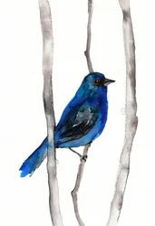 Oiseau chanteur bleu éclatant