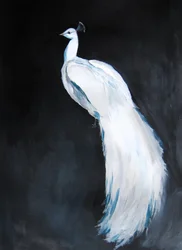 Majesté du paon blanc