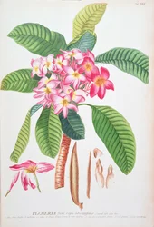 Plumeria : de Plantae Selectae, par Christoph Jacob Trew et Georg Dionysius Ehret (1710-70) ; Frangipanier