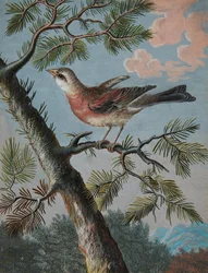 Oiseau chanteur dans un arbre à feuilles persistantes
