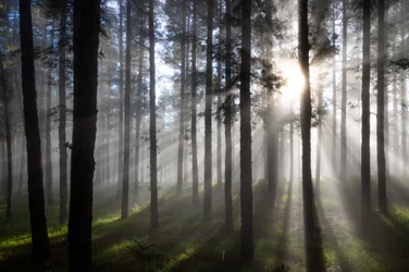 Rayons de soleil dans la forêt brumeuse