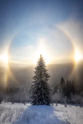 Arbre enneigé et halo solaire
