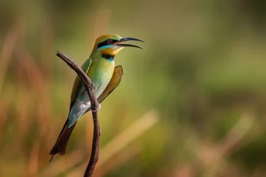 Le chant vibrant du guêpier