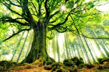 Arbre ancestral baigné de soleil