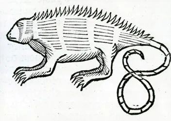 Iguane de 