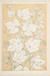 Feuilles de la nature, 1868