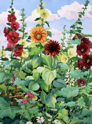 Rose trémières et tournesols