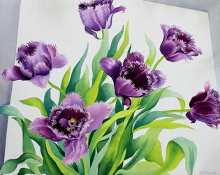 Tulipes à franges violettes
