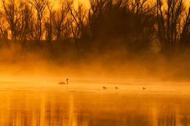 La famille des cygnes à l