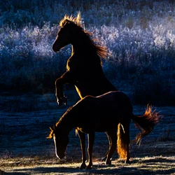 Chevaux