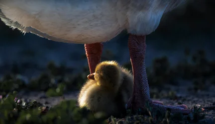 La chaleur de la maman canard