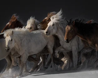 Chevaux sauvages au galop