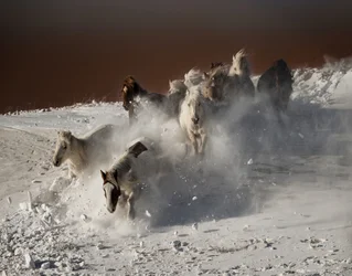Course « Wild Horses » dans la neige