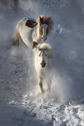 Chevaux sauvages en hiver