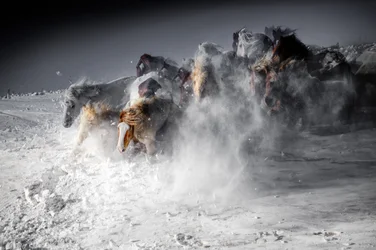 La ruée des chevaux en hiver