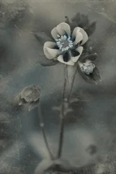 Floraison vintage bleue