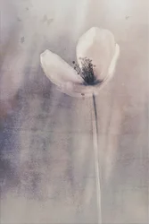 Délicate floraison de papillons