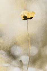 Rêve de pavots dorés