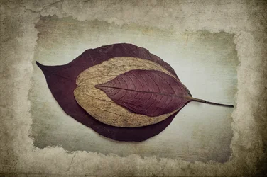 Feuilles d
