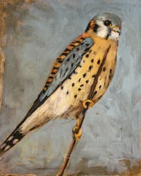 Faucon crécerelle d
