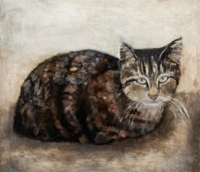 Un chat tigré curieux