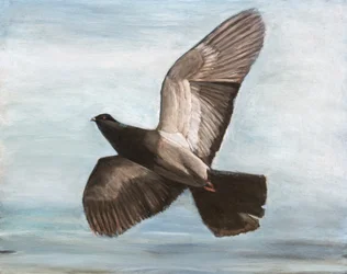 Le vol gracieux du pigeon