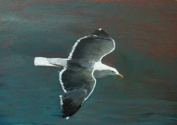Le vol gracieux de la mouette