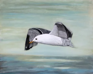 Une mouette au-dessus de l