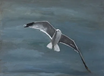 Une mouette planant au-dessus de l