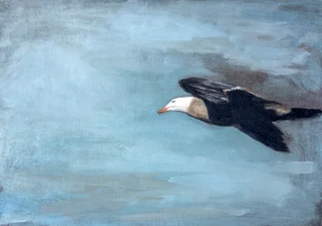 Un albatros planant dans le ciel