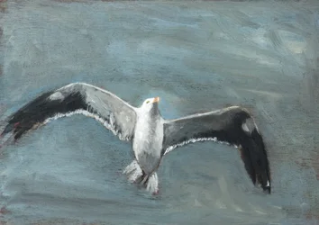 Une mouette grise en plein vol