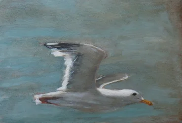 Une mouette en plein vol