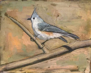 Mésange huppée perchée