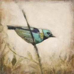 Oiseau bleu sarcelle éclatant